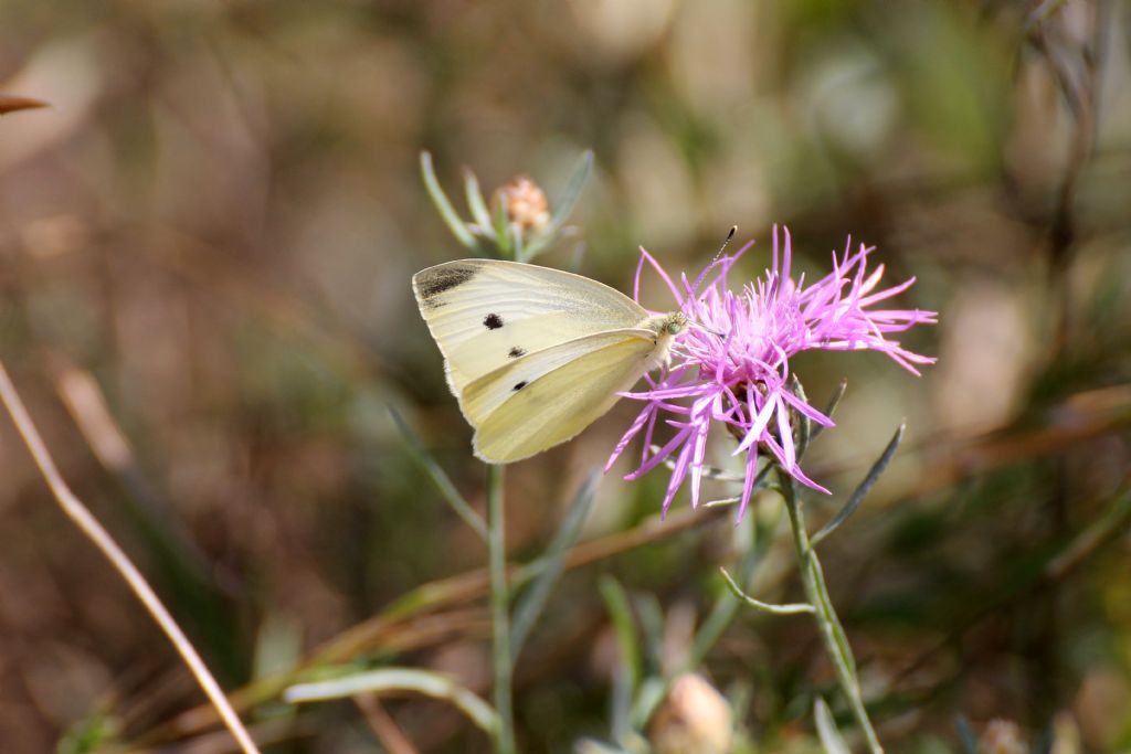 Pieris rapae? S